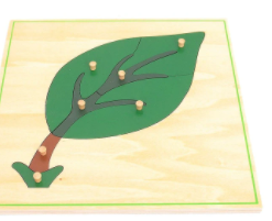 Parts of the Leaf Puzzle Montessori 
