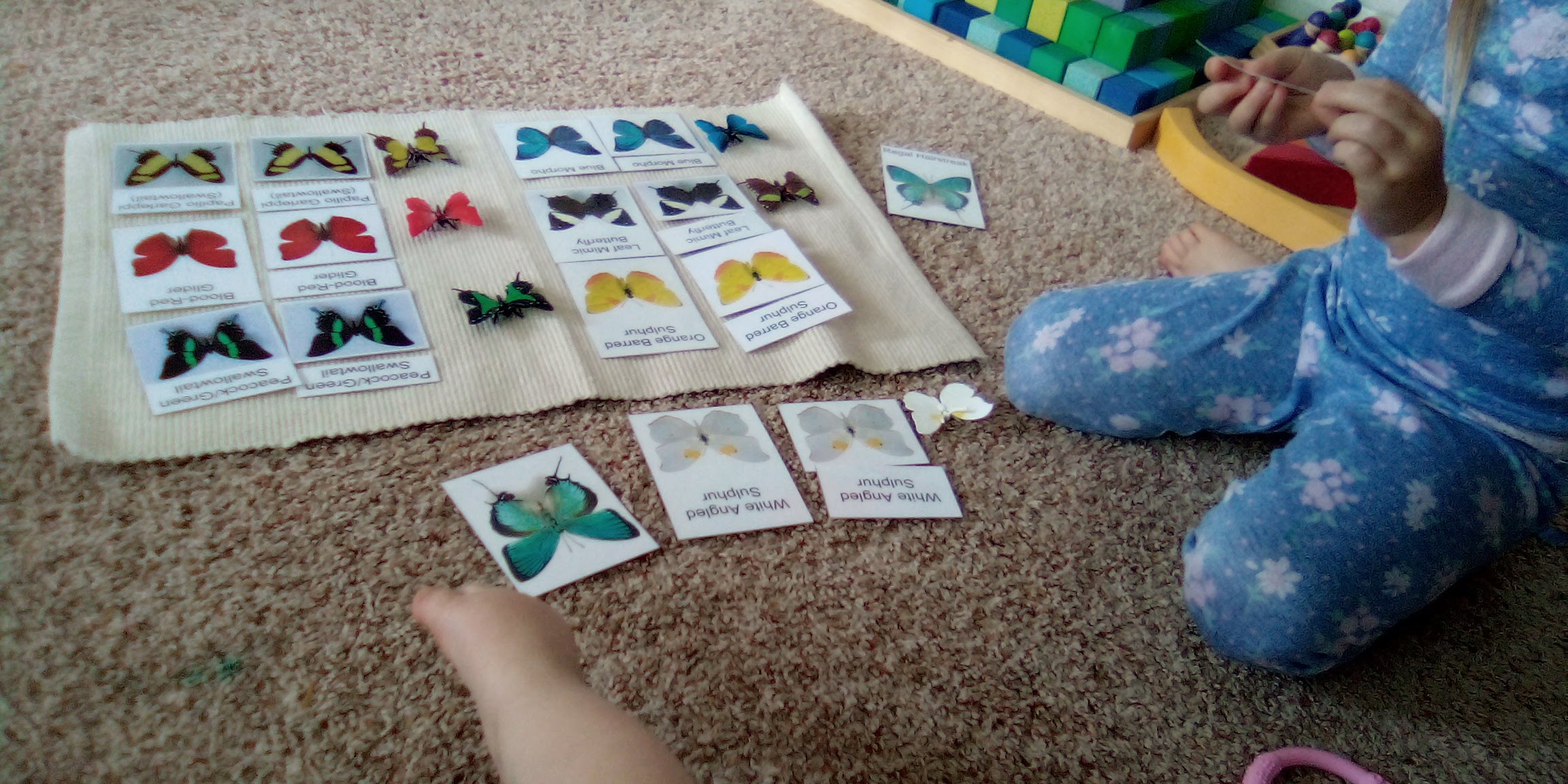 Butterfly Unit Montessori Style